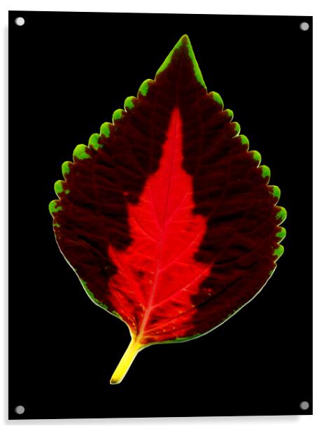 Leaf. Acrylic by Mikhail Pogosov