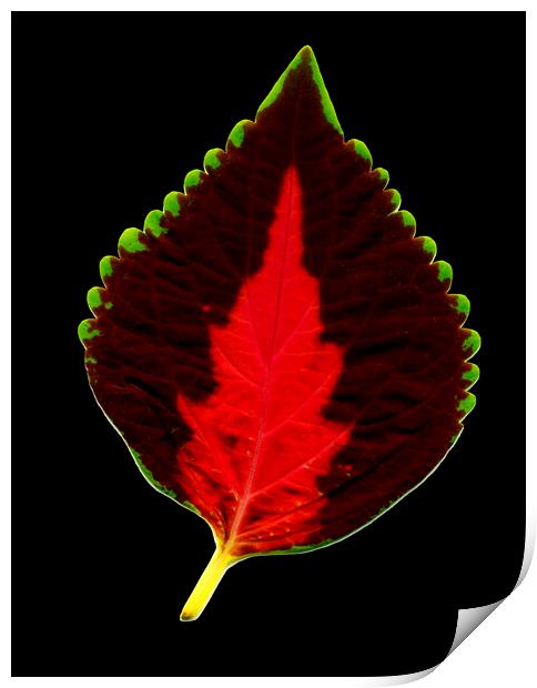 Leaf. Print by Mikhail Pogosov