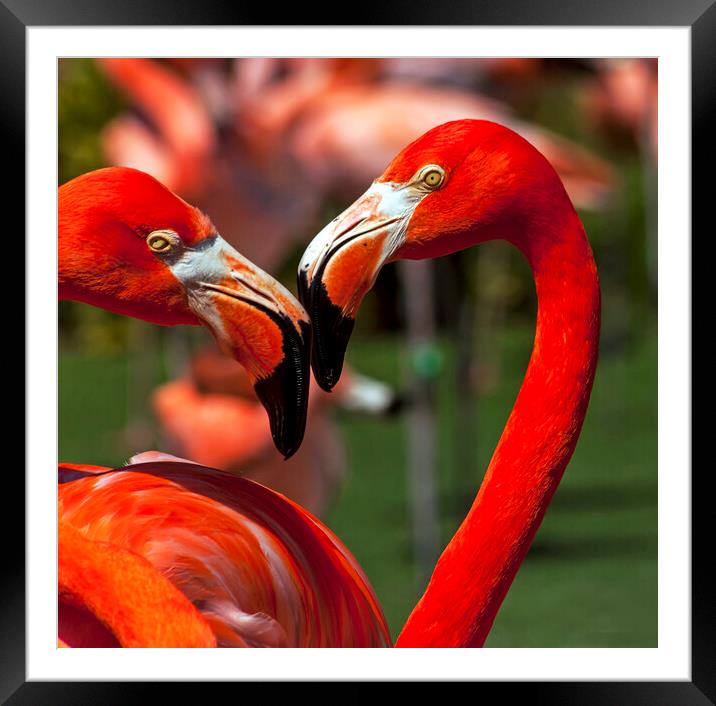 Flamingo close up. Framed Mounted Print by Mikhail Pogosov