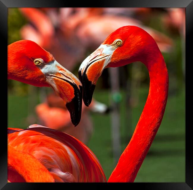 Flamingo close up. Framed Print by Mikhail Pogosov