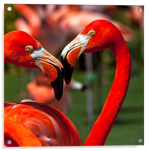 Flamingo close up. Acrylic by Mikhail Pogosov