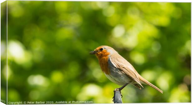 Side on Robin Canvas Print by Peter Barber