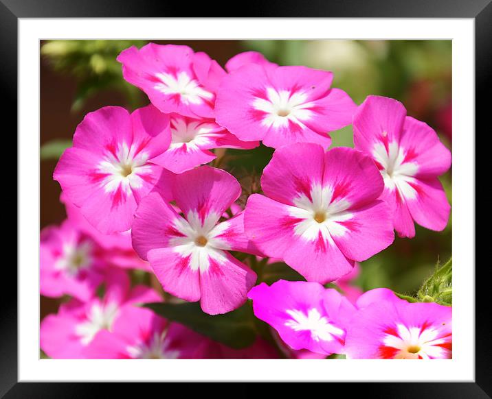 pink and white Framed Mounted Print by Hassan Najmy