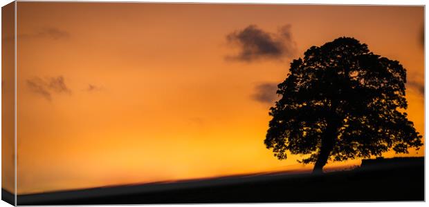 Sunset Tree Canvas Print by Duncan Loraine
