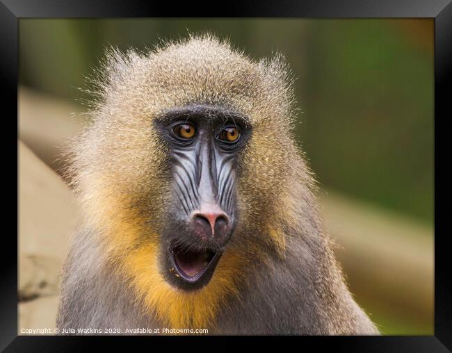 Mandrill Monkey Colchester Zoo  Framed Print by Julia Watkins