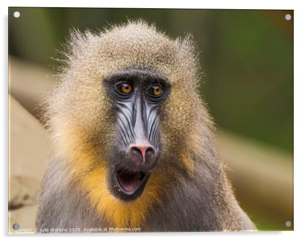 Mandrill Monkey Colchester Zoo  Acrylic by Julia Watkins