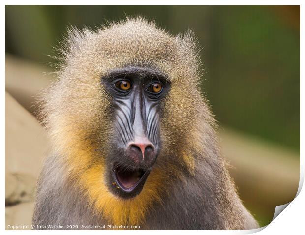 Mandrill Monkey Colchester Zoo  Print by Julia Watkins