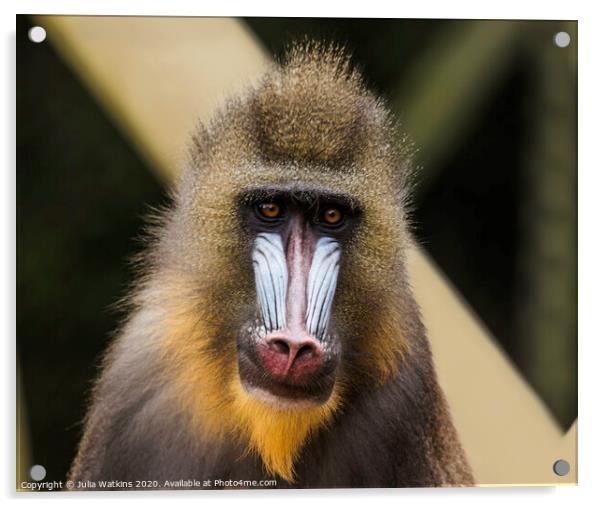 Mandrill Monkey  Acrylic by Julia Watkins