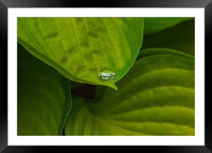 Green Plant leaves Framed Mounted Print by Duncan Loraine
