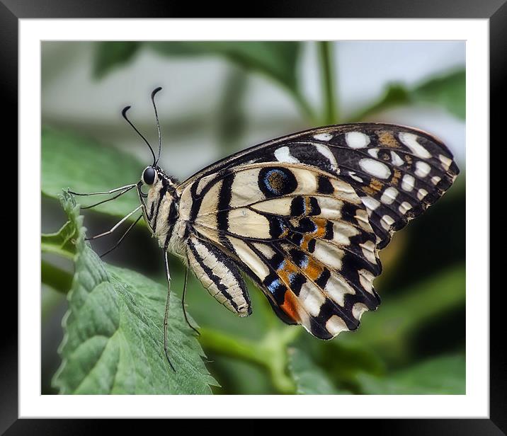 Papilio demoleus Framed Mounted Print by Sam Smith