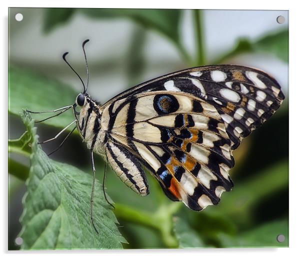 Papilio demoleus Acrylic by Sam Smith