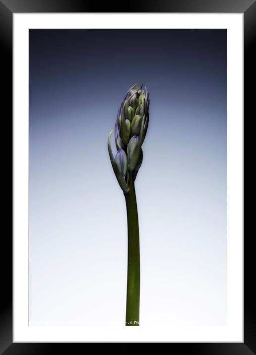 The beautiful british Bluebell just before it blossoms No. 3 Framed Mounted Print by Phill Thornton