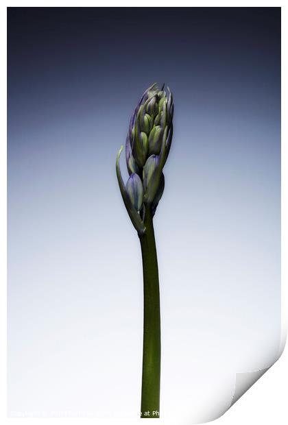 The beautiful british Bluebell just before it blossoms No. 3 Print by Phill Thornton