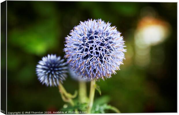 Close up of Blue Allium flower  growing outside Canvas Print by Phill Thornton
