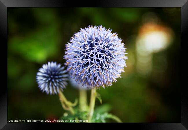 Close up of Blue Allium flower  growing outside Framed Print by Phill Thornton