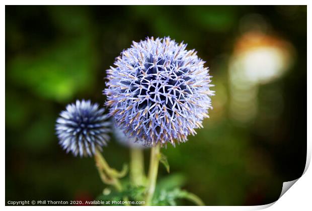 Close up of Blue Allium flower  growing outside Print by Phill Thornton