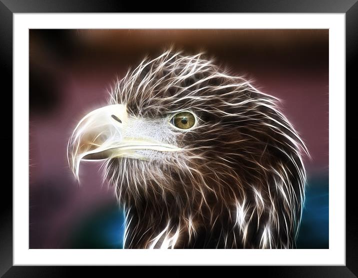 Sea Eagle Framed Mounted Print by Sam Smith