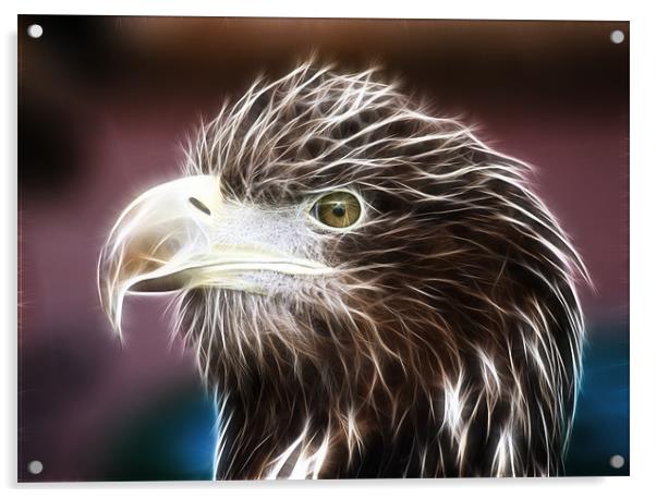 Sea Eagle Acrylic by Sam Smith