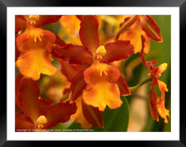 Orange Orchid Framed Mounted Print by Angela Cottingham