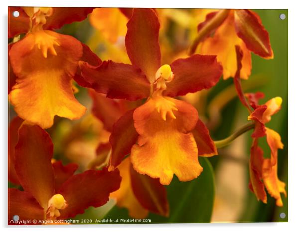 Orange Orchid Acrylic by Angela Cottingham