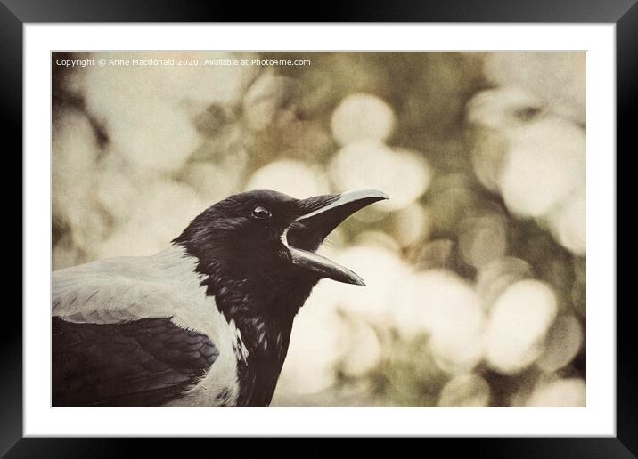 Open Wide - Hooded Crow Yawning Framed Mounted Print by Anne Macdonald