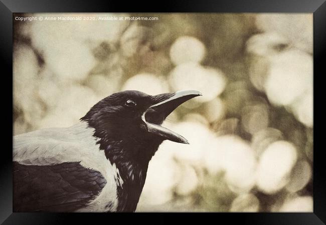 Open Wide - Hooded Crow Yawning Framed Print by Anne Macdonald