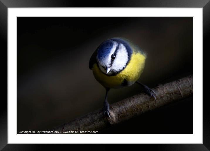 Blue Tit  Framed Mounted Print by Ray Pritchard