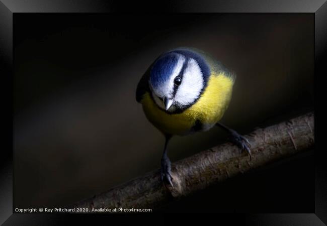 Blue Tit  Framed Print by Ray Pritchard