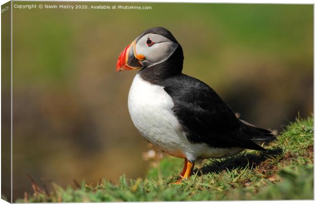 An Atlantic Puffin seen in the Western Isle of Scotland Canvas Print by Navin Mistry