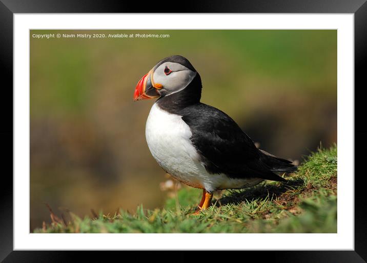 An Atlantic Puffin seen in the Western Isle of Scotland Framed Mounted Print by Navin Mistry