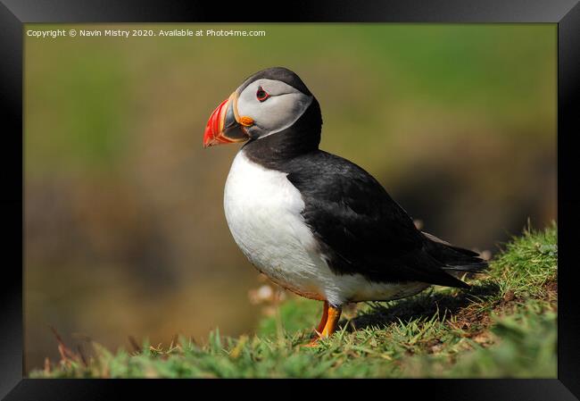 An Atlantic Puffin seen in the Western Isle of Scotland Framed Print by Navin Mistry