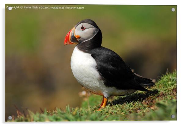 An Atlantic Puffin seen in the Western Isle of Scotland Acrylic by Navin Mistry