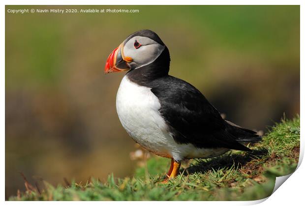 An Atlantic Puffin seen in the Western Isle of Scotland Print by Navin Mistry