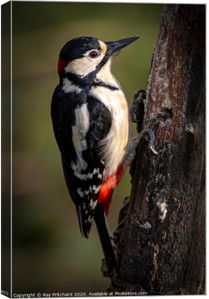 Great spotted woodpecker Canvas Print by Ray Pritchard