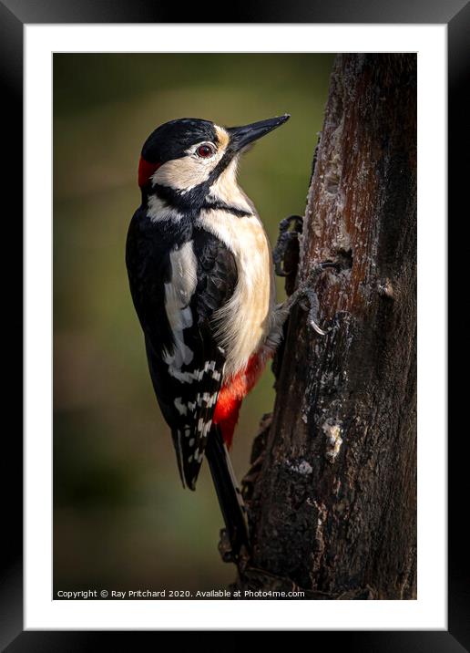 Great spotted woodpecker Framed Mounted Print by Ray Pritchard
