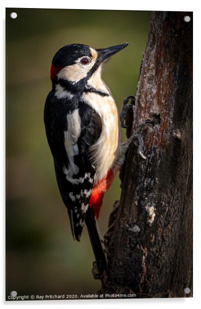 Great spotted woodpecker Acrylic by Ray Pritchard