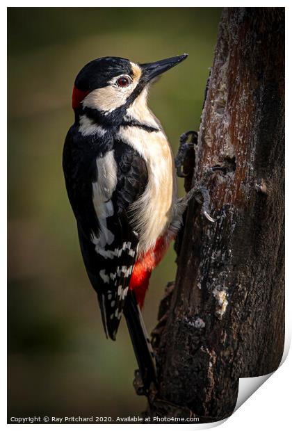 Great spotted woodpecker Print by Ray Pritchard