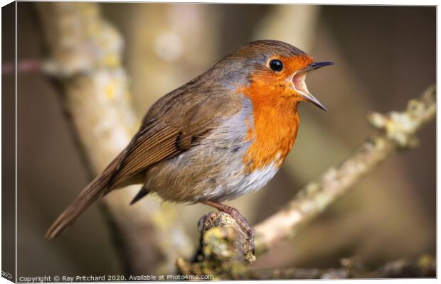 Singing Robin Canvas Print by Ray Pritchard