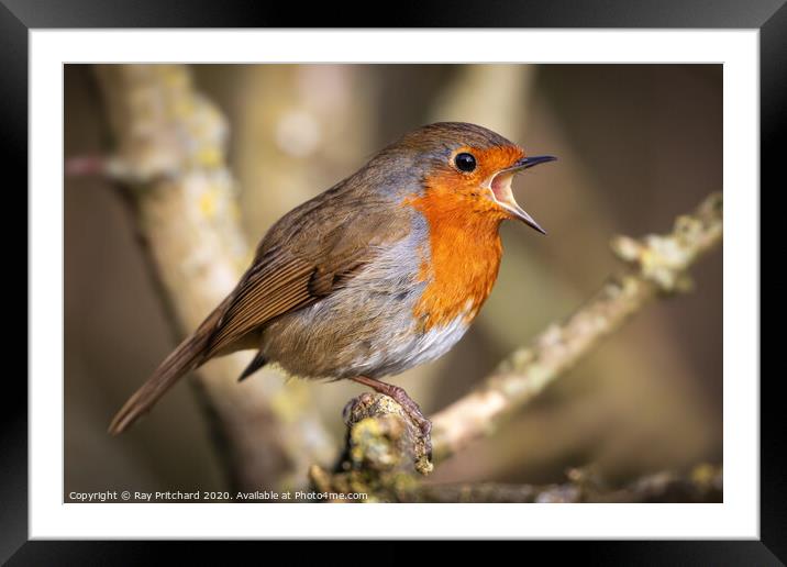 Singing Robin Framed Mounted Print by Ray Pritchard