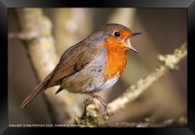 Singing Robin Framed Print by Ray Pritchard