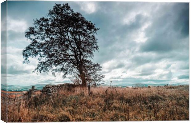 Rugged Lone Tree in Isolation Canvas Print by Craig McAllister