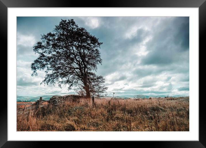 Rugged Lone Tree in Isolation Framed Mounted Print by Craig McAllister