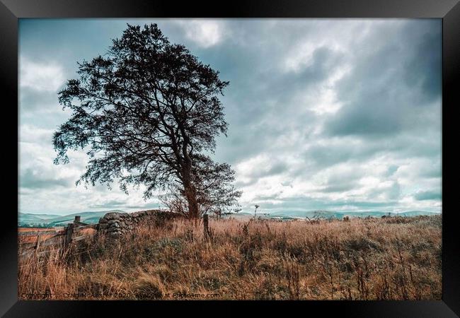 Rugged Lone Tree in Isolation Framed Print by Craig McAllister