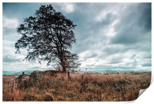 Rugged Lone Tree in Isolation Print by Craig McAllister