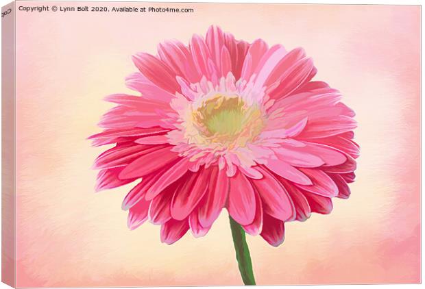 Pink Gerbera Canvas Print by Lynn Bolt