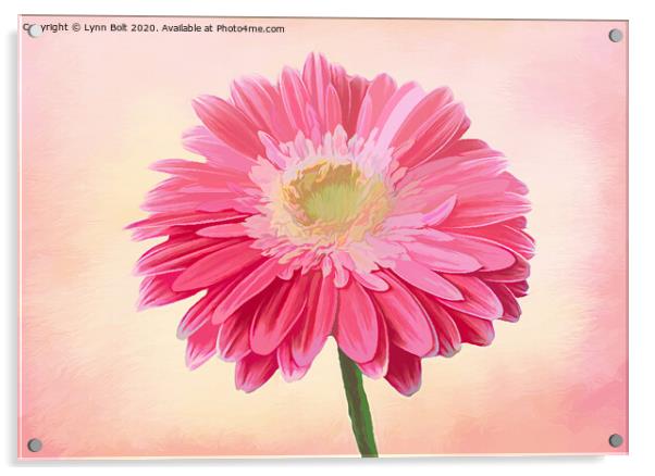 Pink Gerbera Acrylic by Lynn Bolt