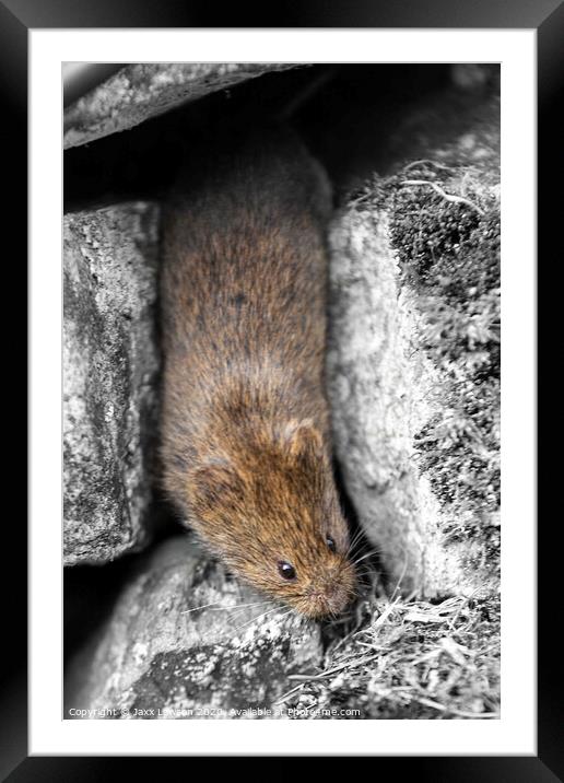 House Mouse Framed Mounted Print by Jaxx Lawson