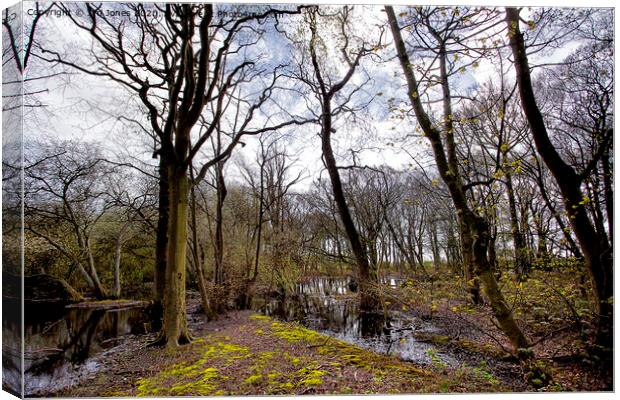 Flooded woodland in spring Canvas Print by Jim Jones