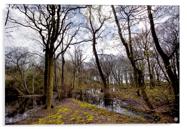 Flooded woodland in spring Acrylic by Jim Jones