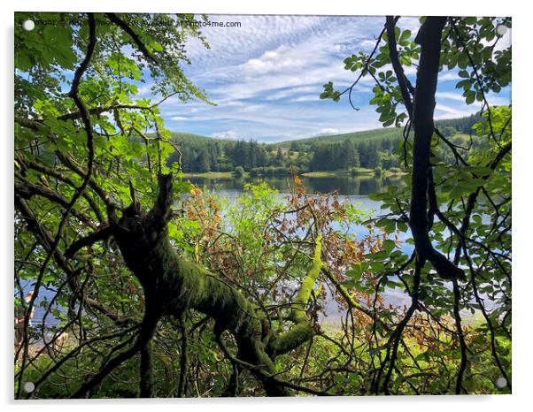 Llwyn On Reservoir, through the trees Acrylic by Hazel Powell